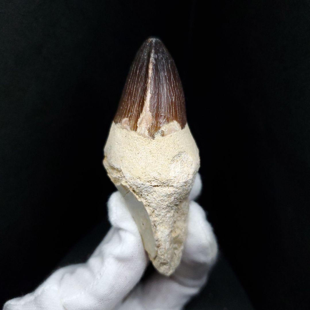 美品 歯根付き モササウルス 化石 歯 本物 モロッコ産 80mm  mos82