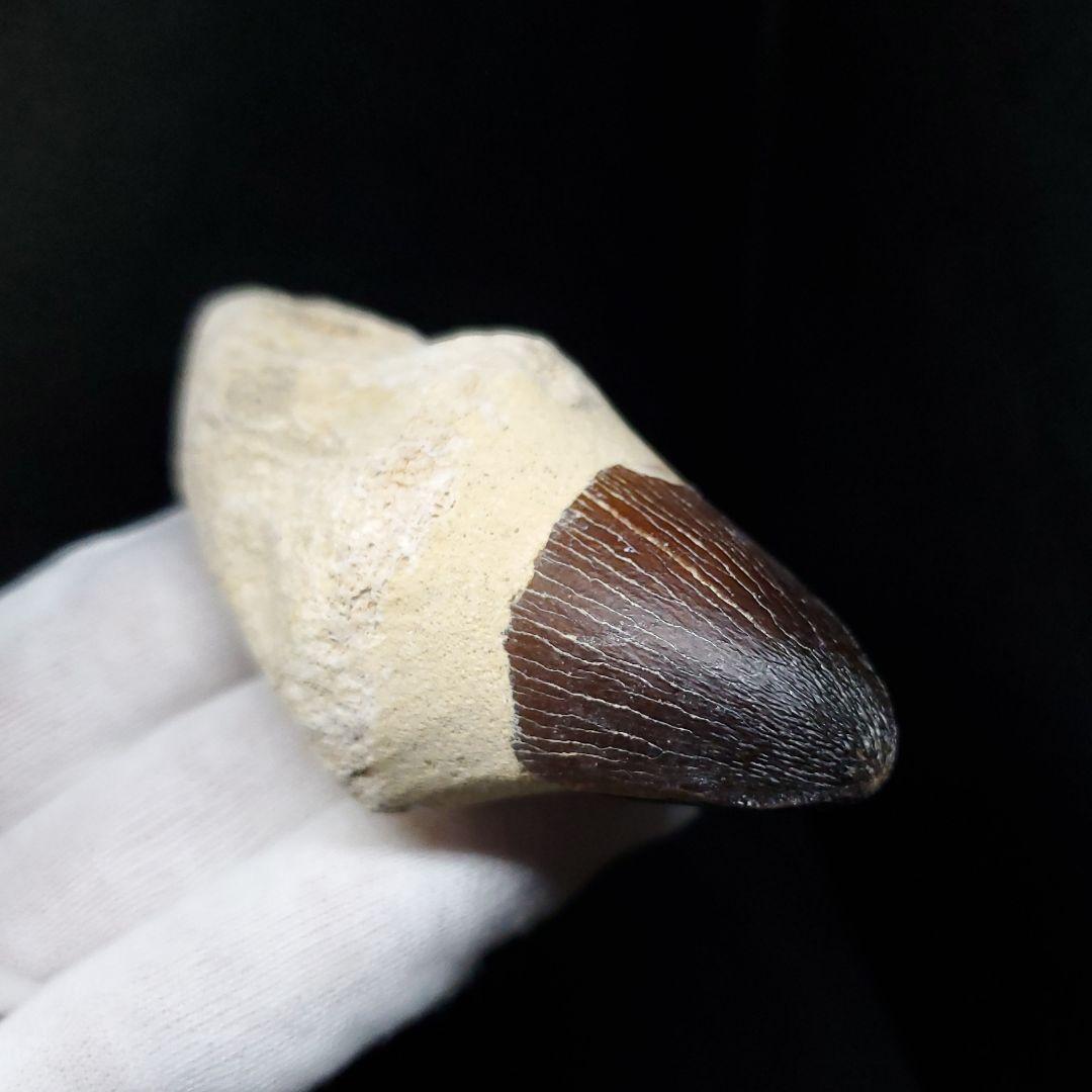 美品 歯根付き モササウルス 化石 歯 本物 モロッコ産 80mm  mos82