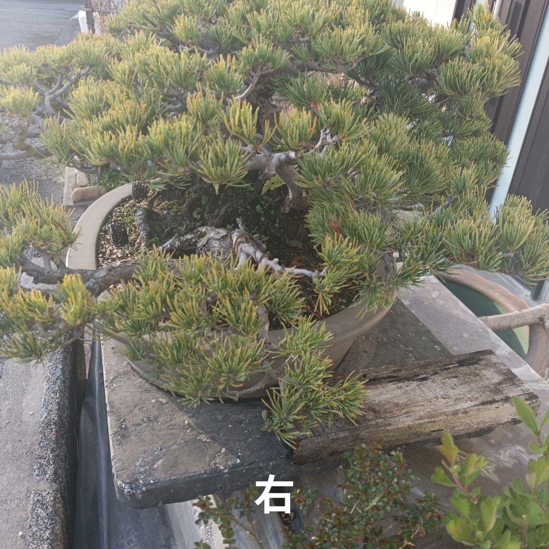 大型 松 盆栽 グレー鉢　五葉松盆栽100年物　2代引き続き、昨年植え替え