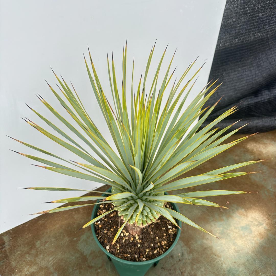 ユッカ　ロストラータ【24-660】シルバーブルー