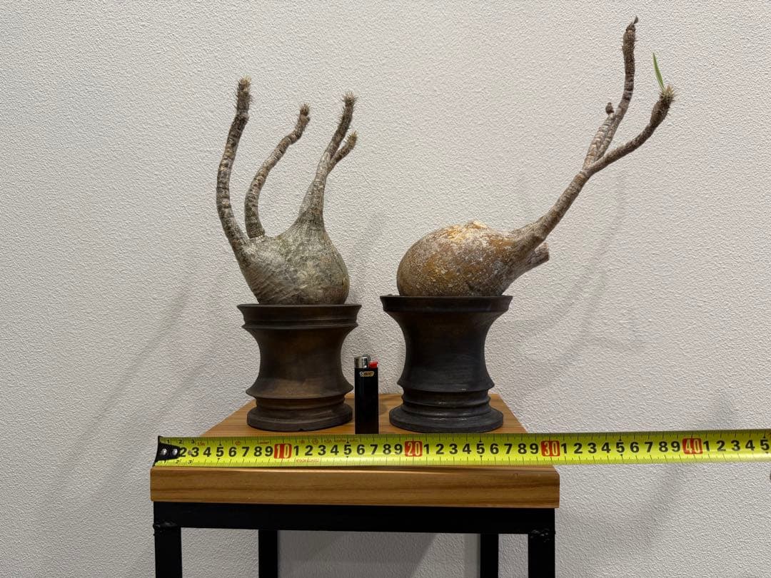 パキポディウム・グラキリス　池田佐一郎 鉢　2個セット