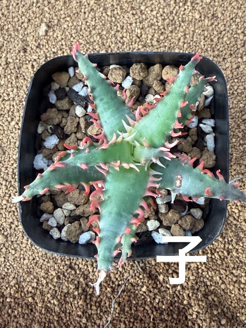 特上アロエ　ハイブリッド　Aloe hybrid 子株　第四種