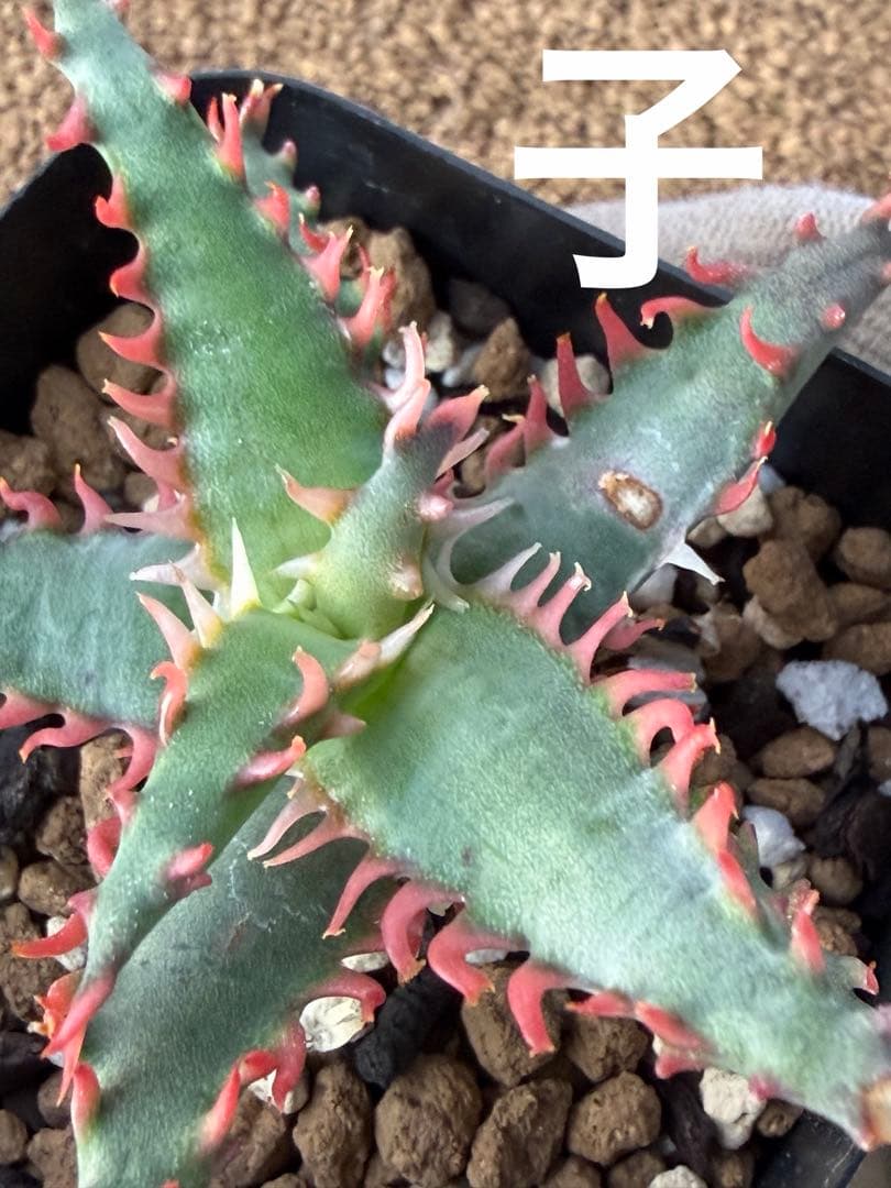 特上アロエ　ハイブリッド　Aloe hybrid 子株　第四種