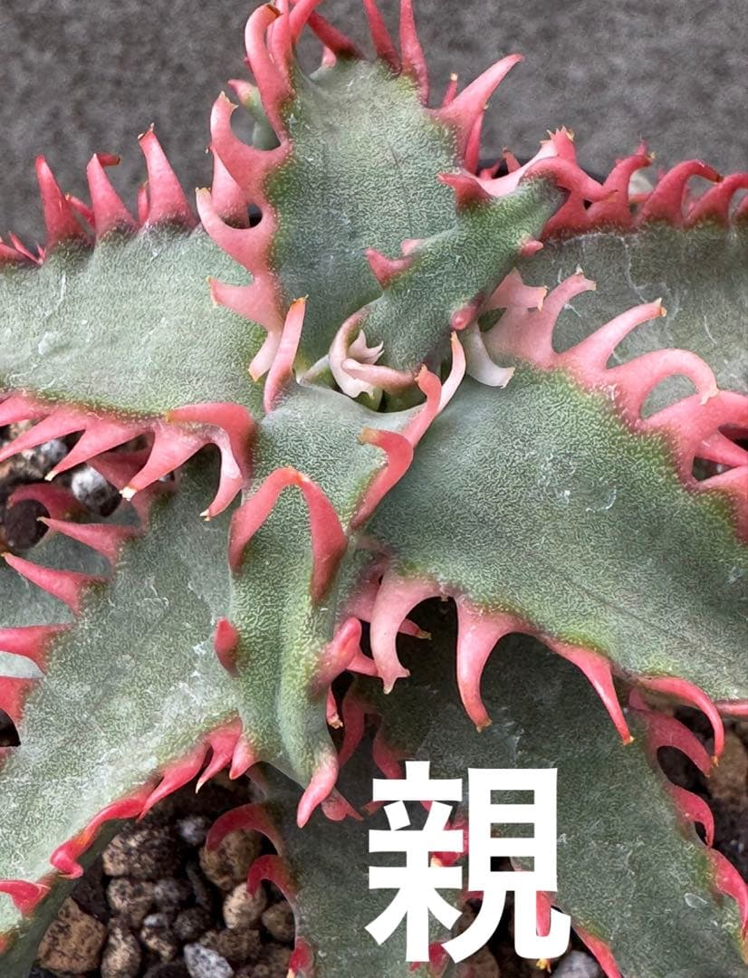 特上アロエ　ハイブリッド　Aloe hybrid 子株　第四種