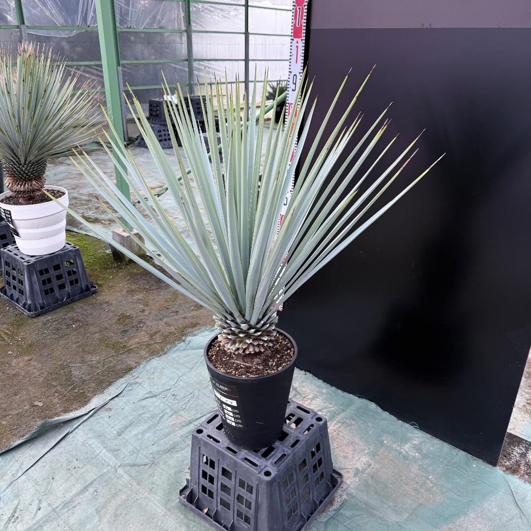 【AL1154】ユッカ　リギダ　ホワイト個体　24cm鉢