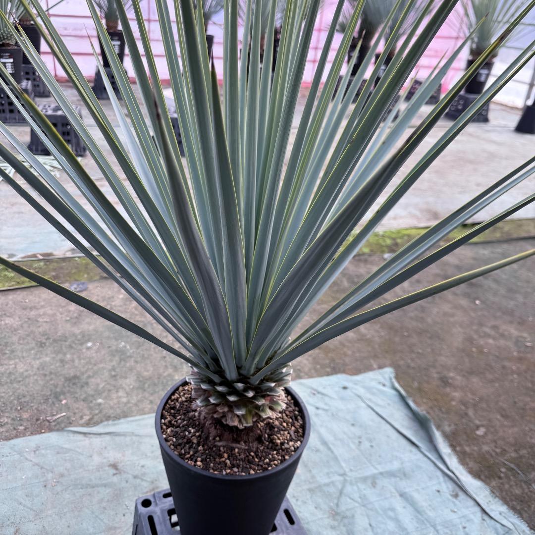 【AL1154】ユッカ　リギダ　ホワイト個体　24cm鉢