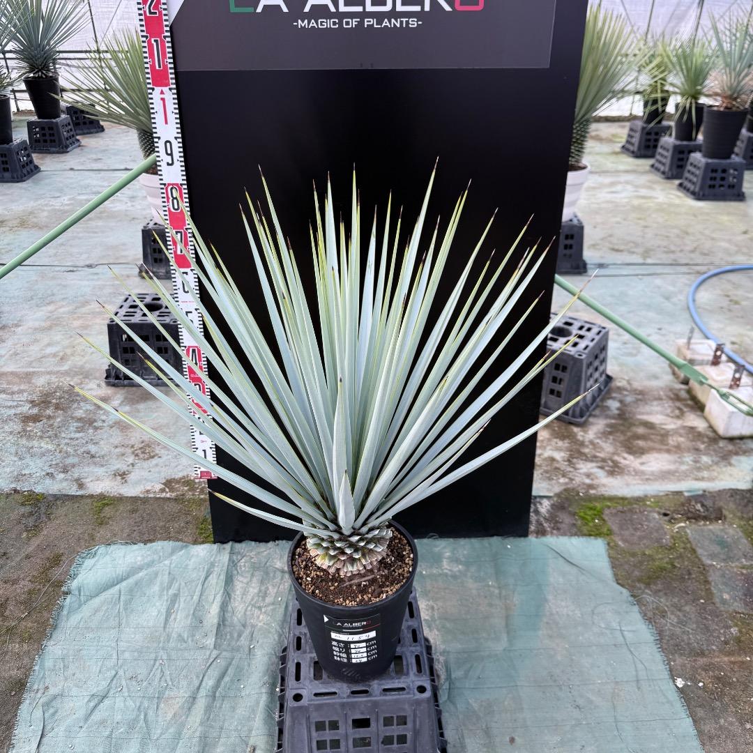 【AL1154】ユッカ　リギダ　ホワイト個体　24cm鉢