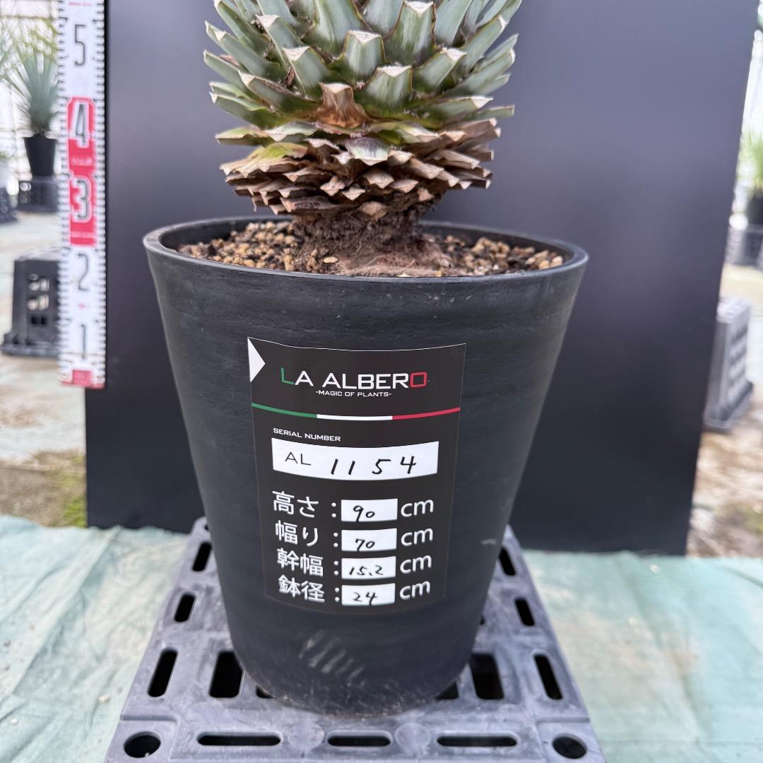 【AL1154】ユッカ　リギダ　ホワイト個体　24cm鉢