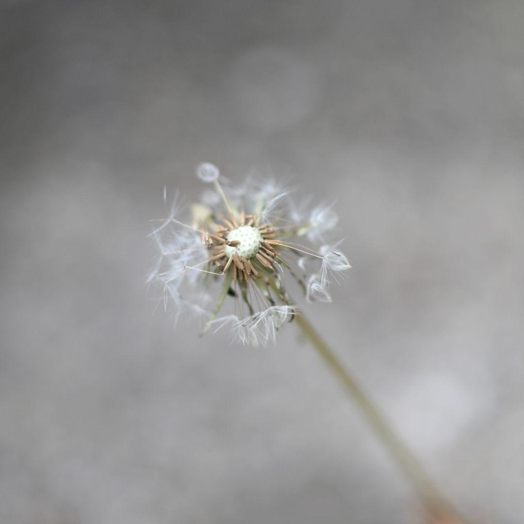 TAMRON SP 45mm F1.8 ニコンF用 F013N　Zマウント対応