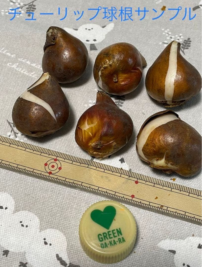 【球根】ホワイト スノー クリスタル　3球　希少　チューリップ　八重フリンジ咲き