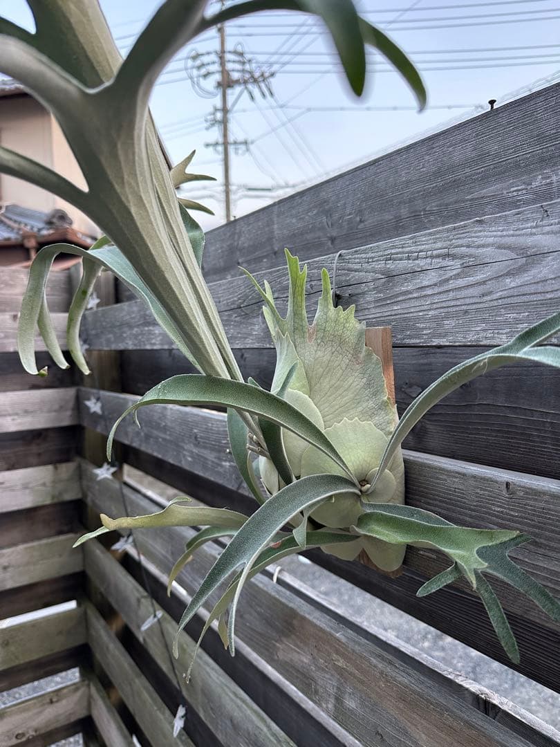 P.veitchii wild Australia OC 親株 群生