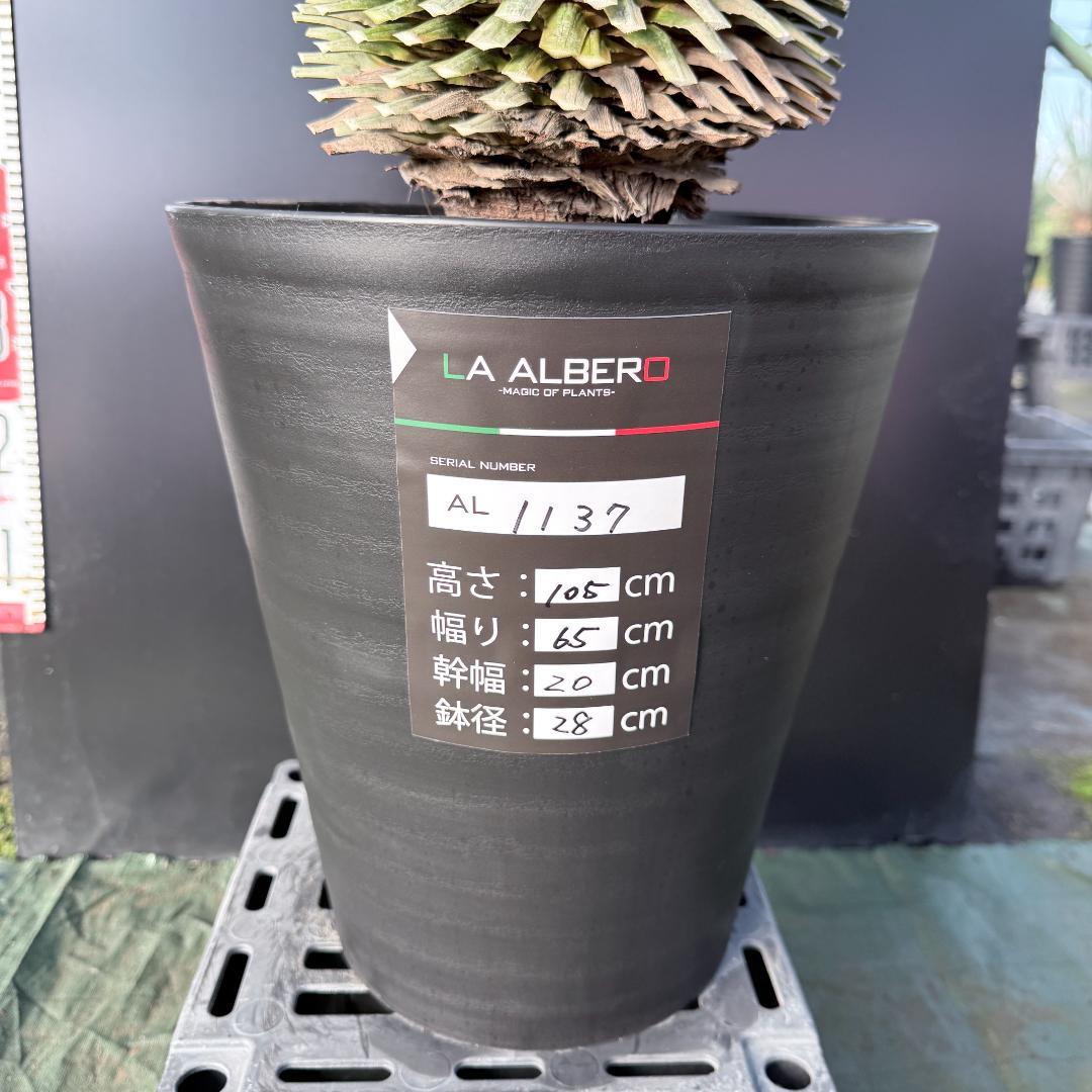 【AL1137】ユッカ　ロストラータ　超超美形 シルバーブルー　感動個体