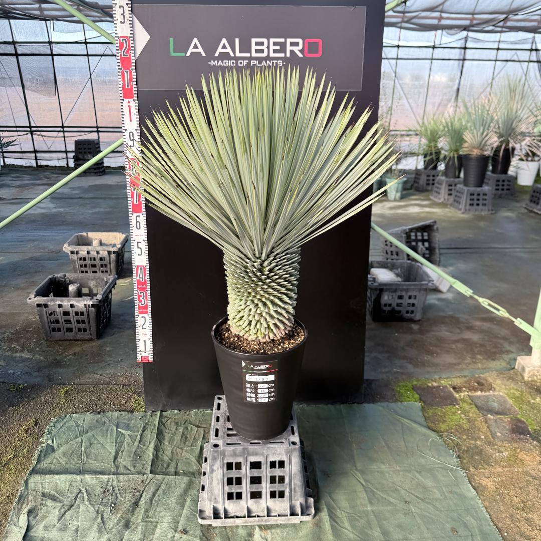 【AL1137】ユッカ　ロストラータ　超超美形 シルバーブルー　感動個体