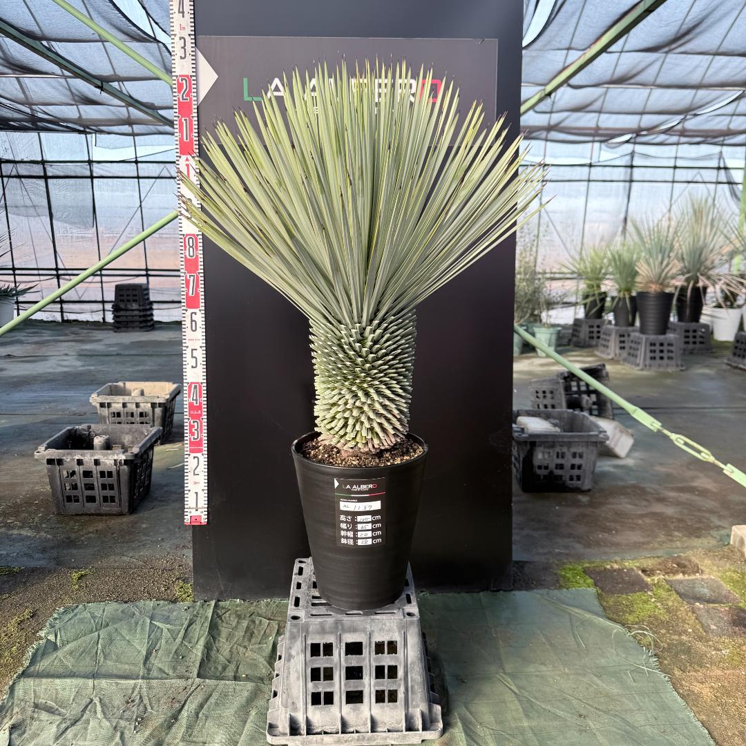 【AL1137】ユッカ　ロストラータ　超超美形 シルバーブルー　感動個体