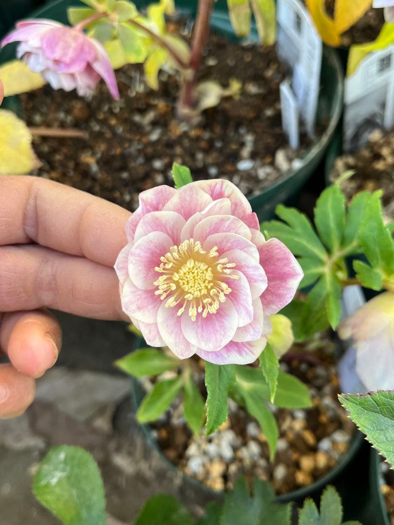 クリスマスローズ　認定ソレイユ　dd