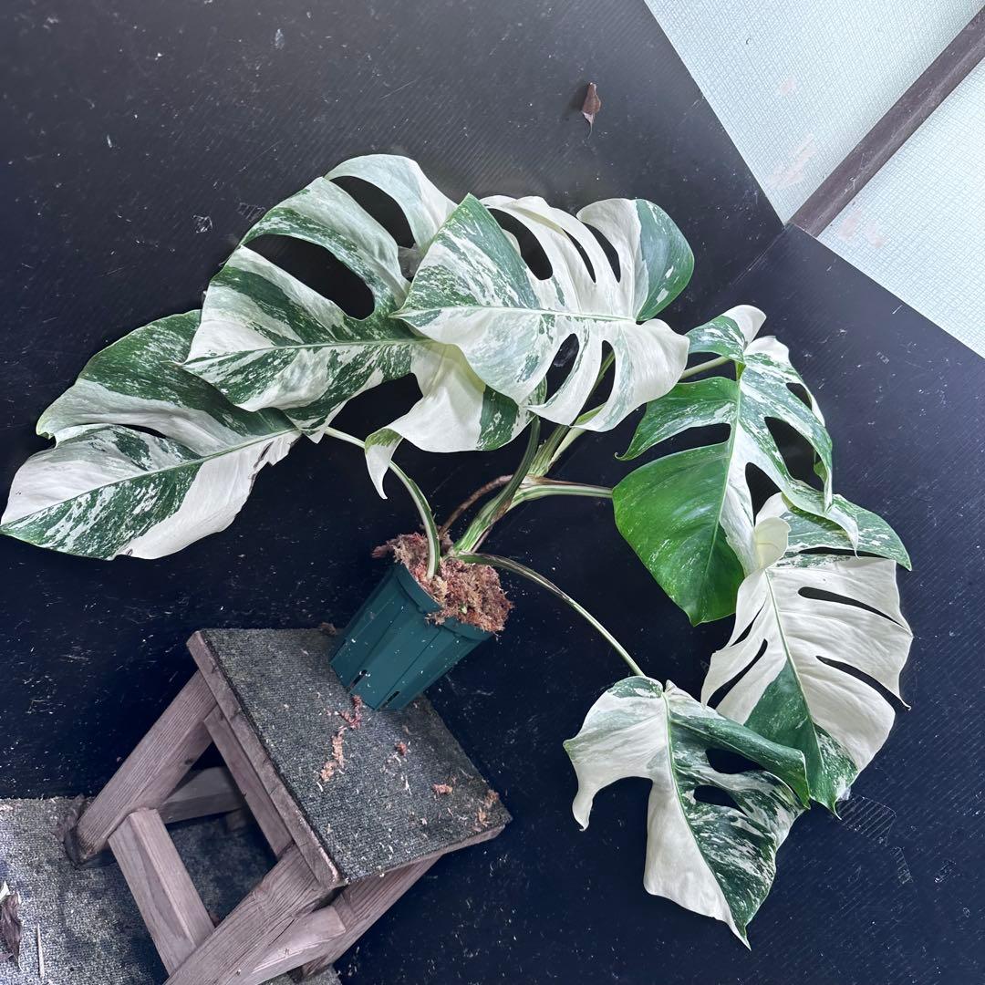 H*I様 斑入りモンステラ ホワイトタイガー極美大株53cm白斑多