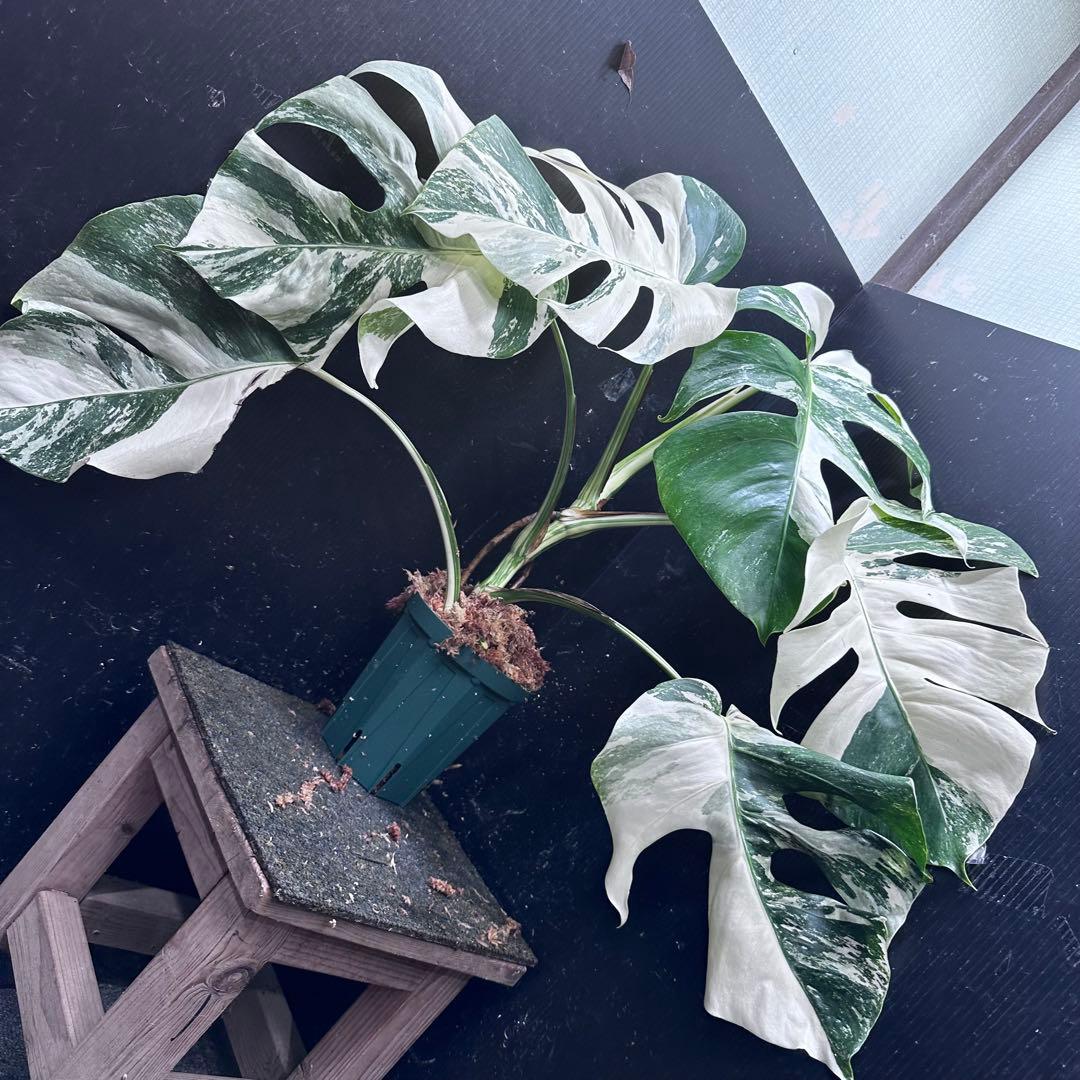 H*I様 斑入りモンステラ ホワイトタイガー極美大株53cm白斑多