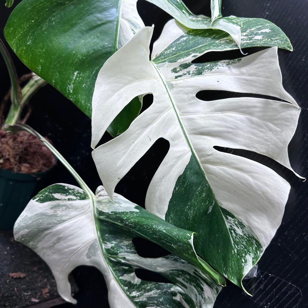H*I様 斑入りモンステラ ホワイトタイガー極美大株53cm白斑多