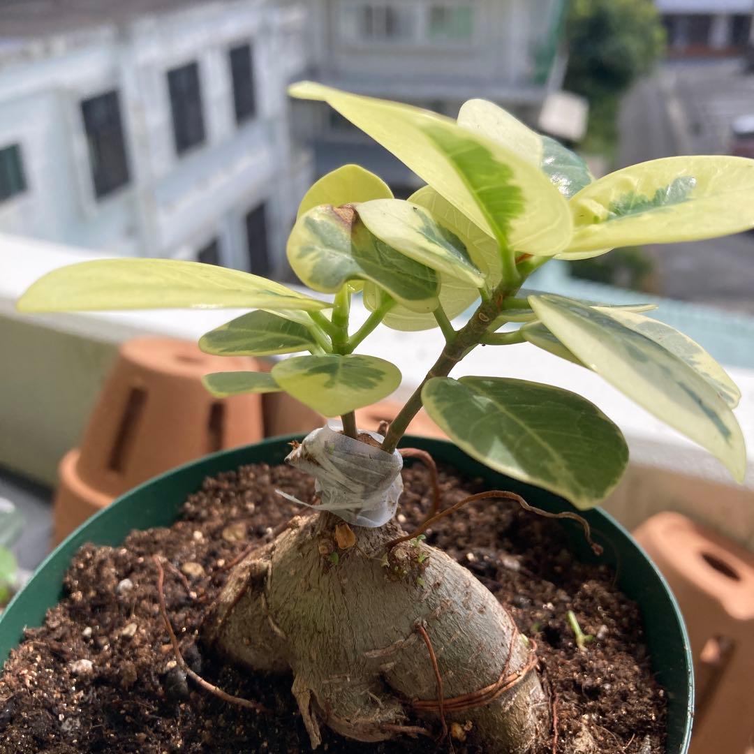 R*i様 【接木／2本仕立て】斑入り パンダガジュマル