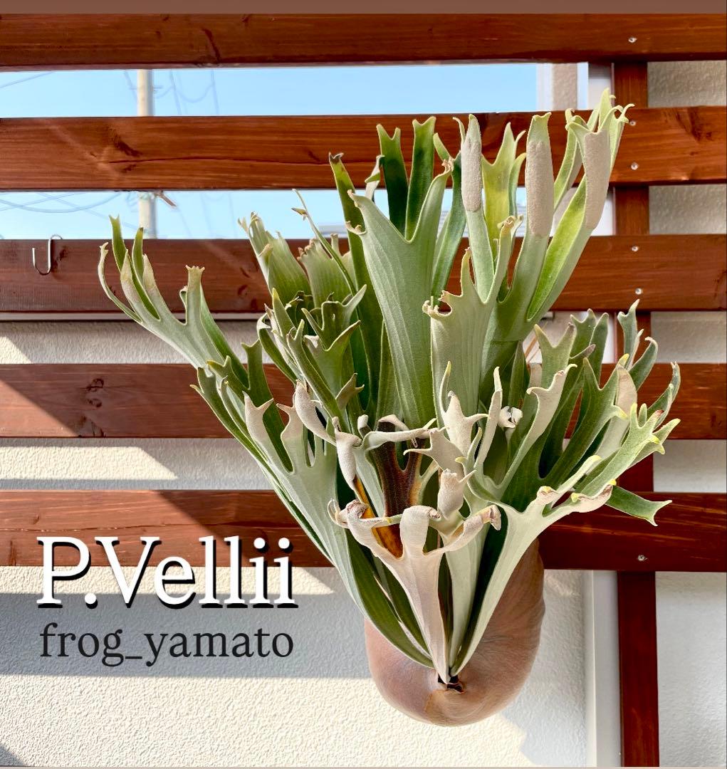 オリジナル pup vellii ベリー ビカクシダ veitchii