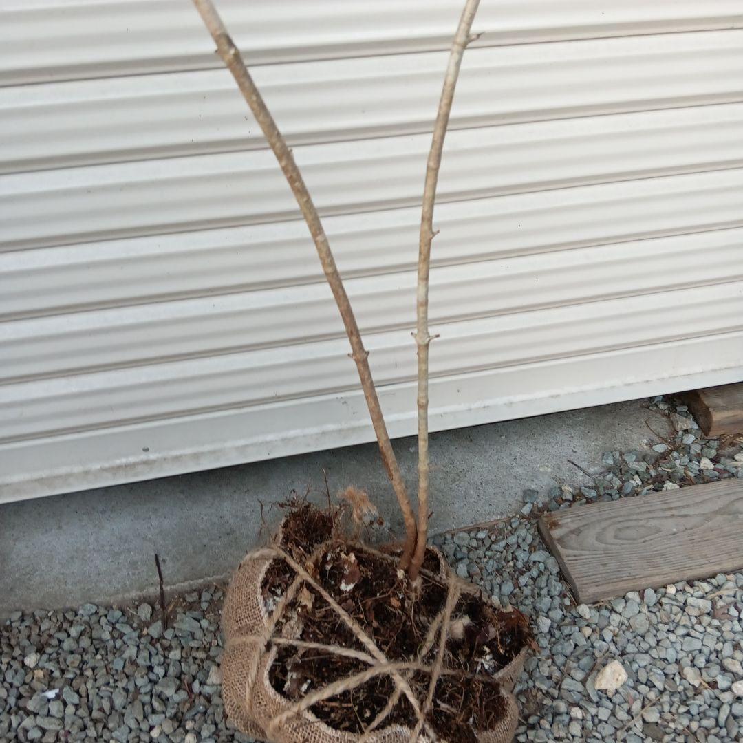 オトコヨウゾメ　2本立ち　山採り　⑤