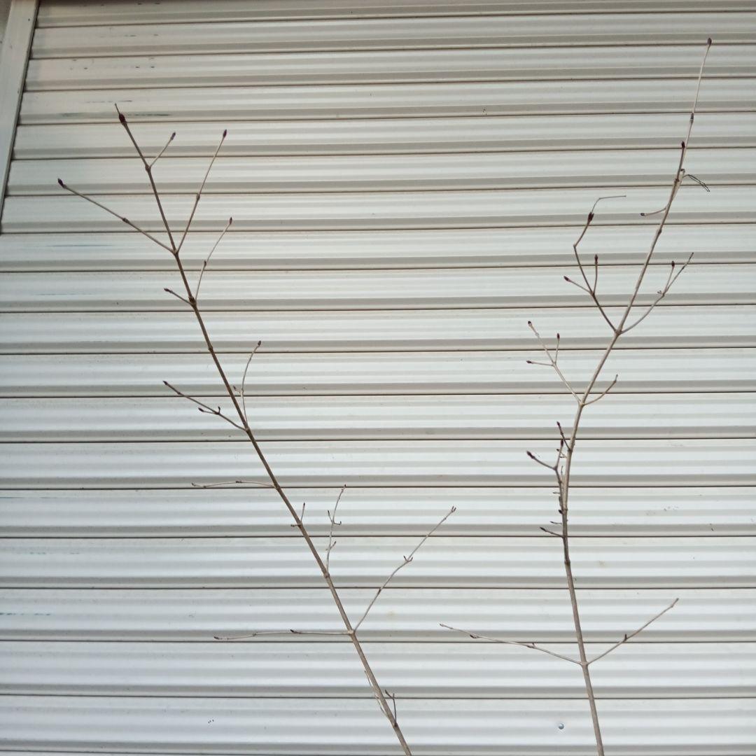 オトコヨウゾメ　2本立ち　山採り　⑤