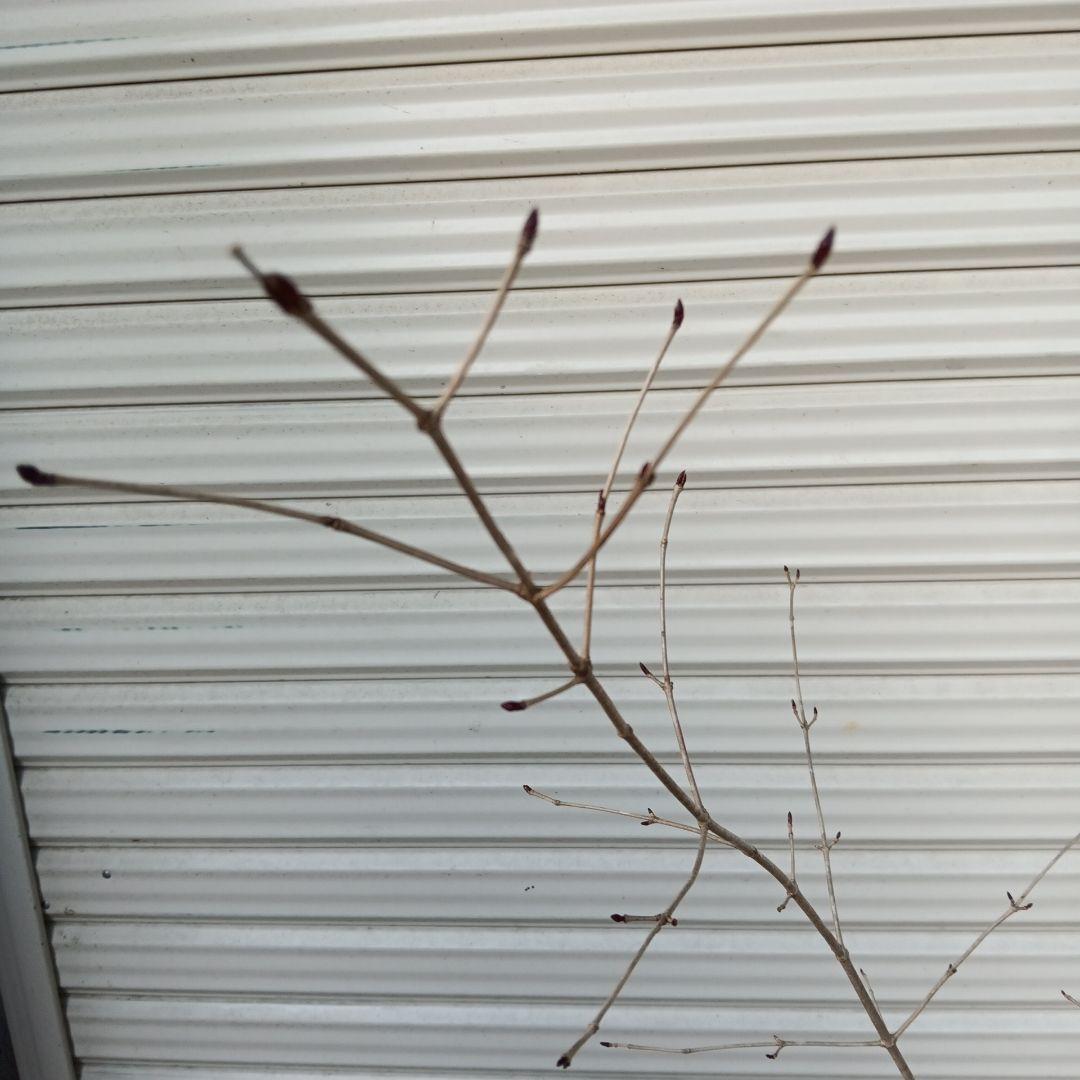 オトコヨウゾメ　2本立ち　山採り　⑤