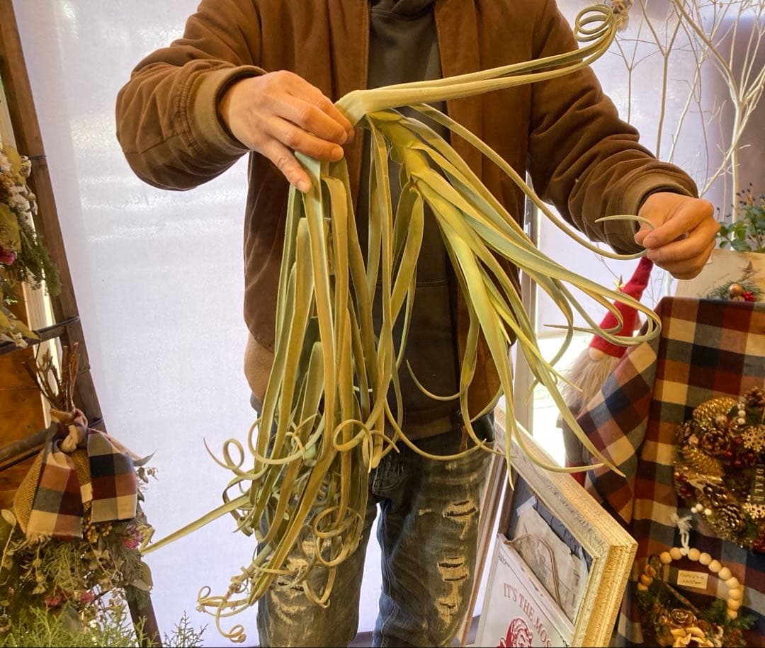 チランジア ドゥラティ