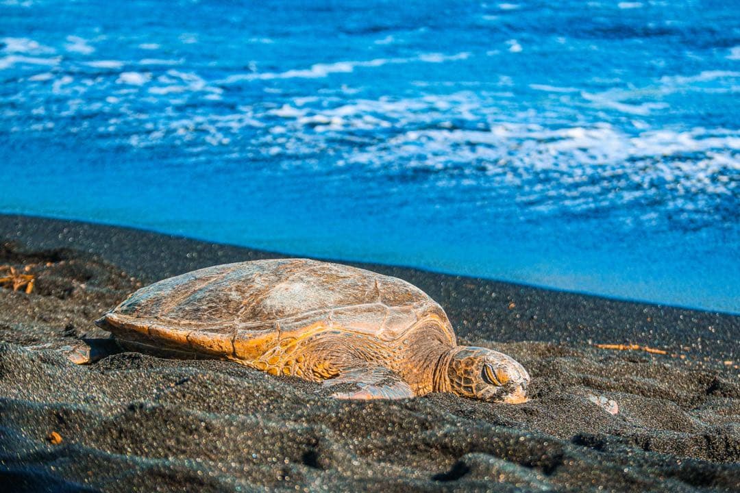 Canon EF-M 55-200mm ズームレンズ キヤノン