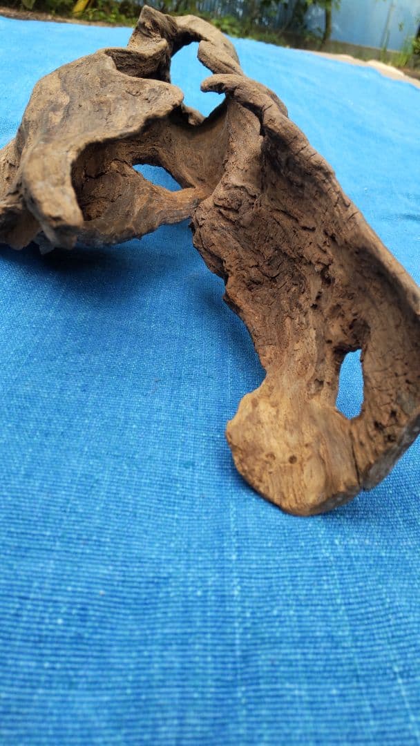 流木  淡水採取