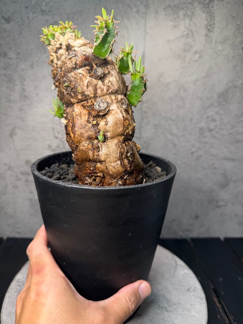 ユーフォルビア　ムランジーナ　発根済