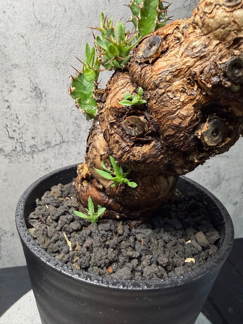 ユーフォルビア　ムランジーナ　発根済