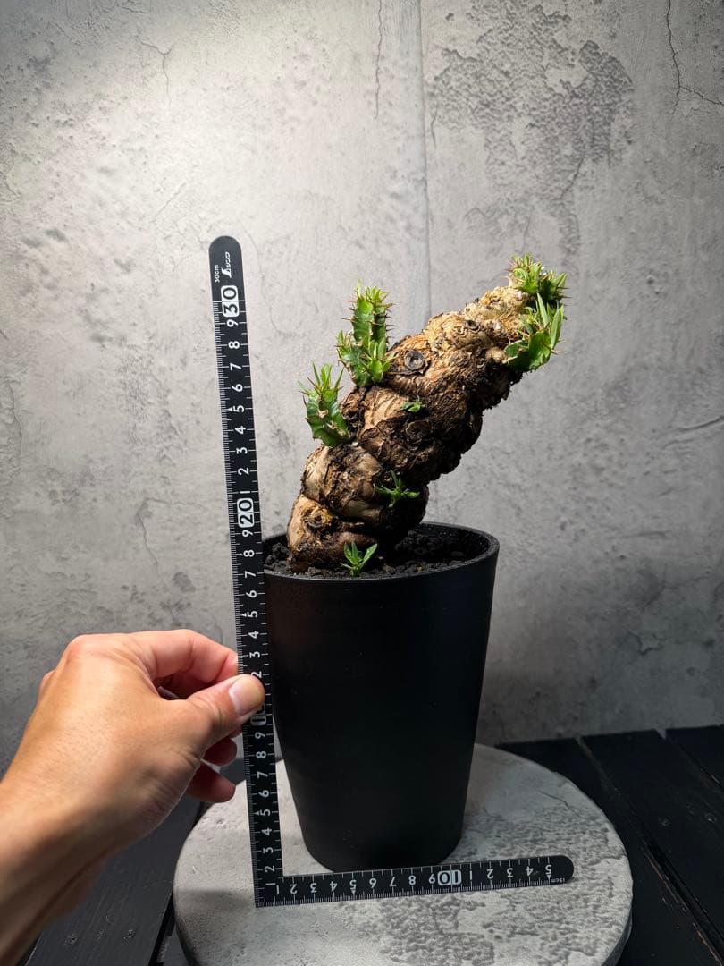 ユーフォルビア　ムランジーナ　発根済