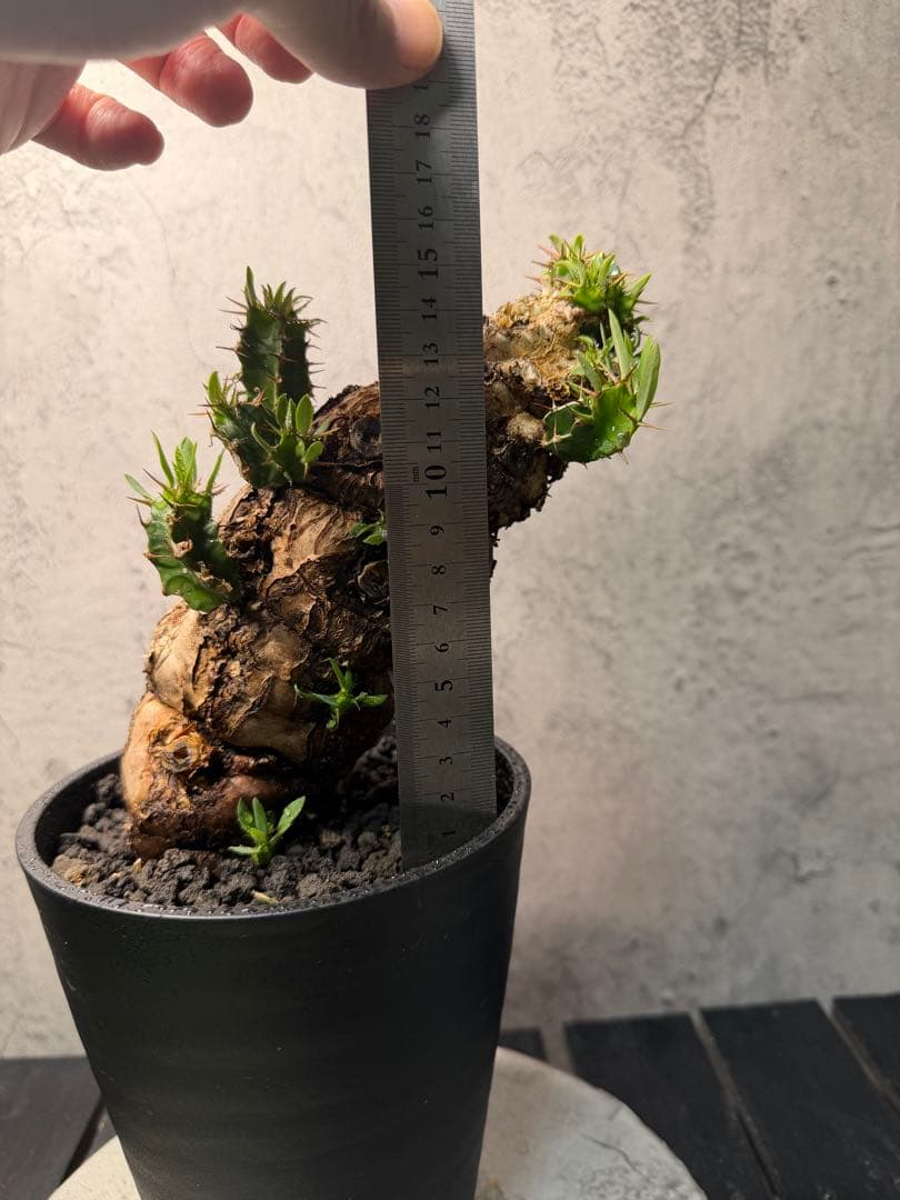 ユーフォルビア　ムランジーナ　発根済