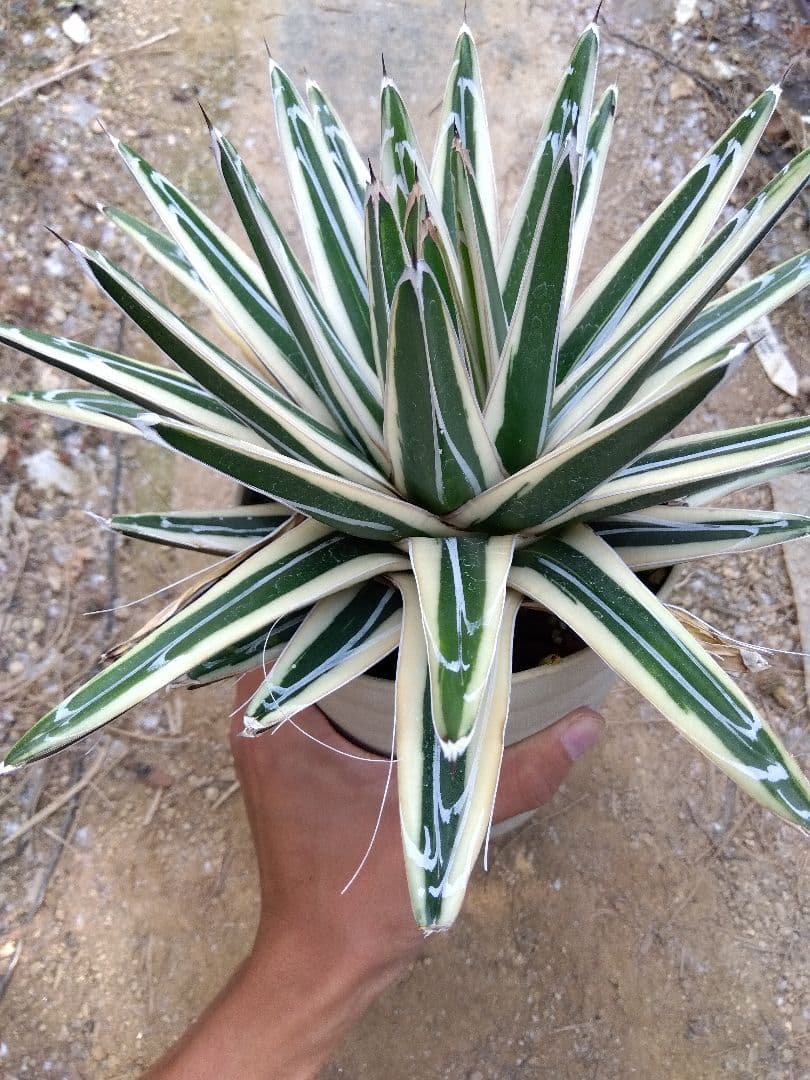 アガベ　氷山　超大株28センチ❗　③