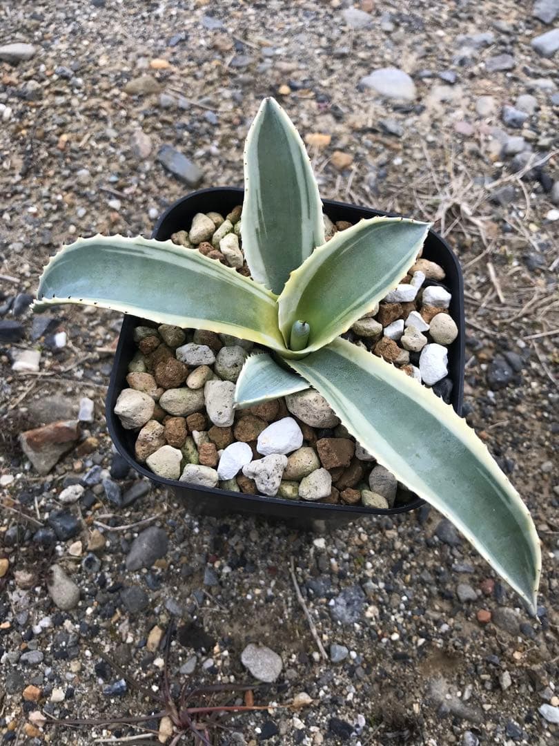 アガベ サルミアナ リップルエフェクト