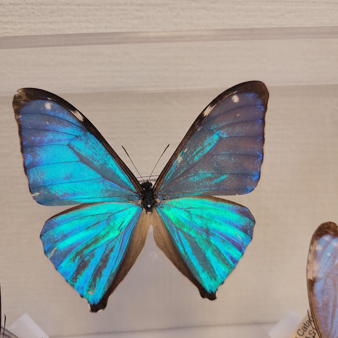 蝶の標本　モルフォの世界(特特1)