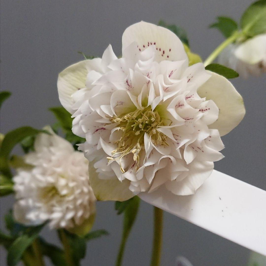 クリスマスローズ　多弁ホワイトブロッチdd　開花見込み大株