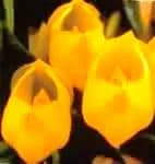 【専用】ビーナスオーキッドクリーム2個　コルテPHI　フラワーエッセンス入り