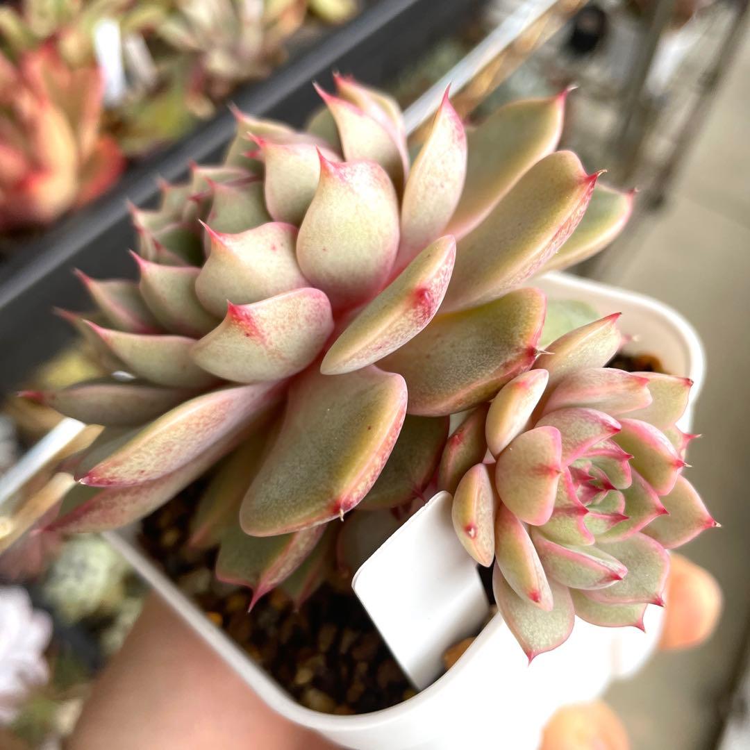 多肉植物エケベリア　ベンバディス