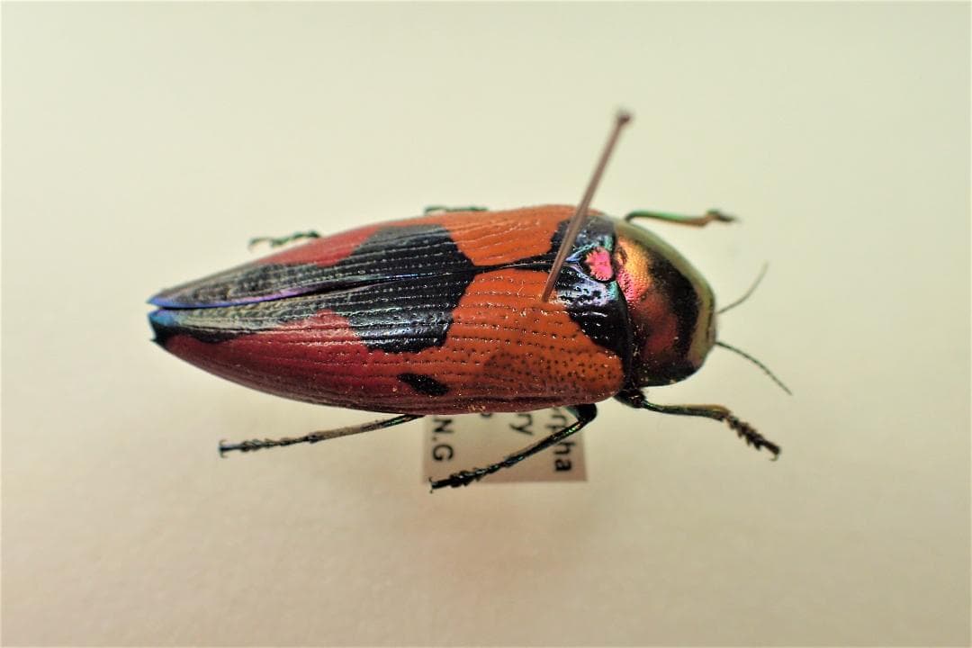 その他 xymorpha meeki.