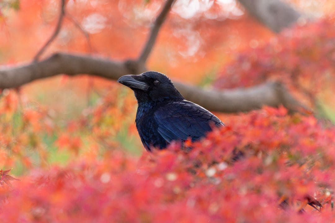 Canon EOS 80D デジタル一眼レフ レンズ付き