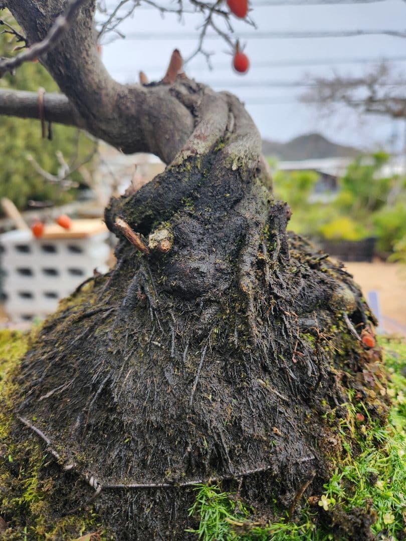 ローヤ柿　中品盆栽