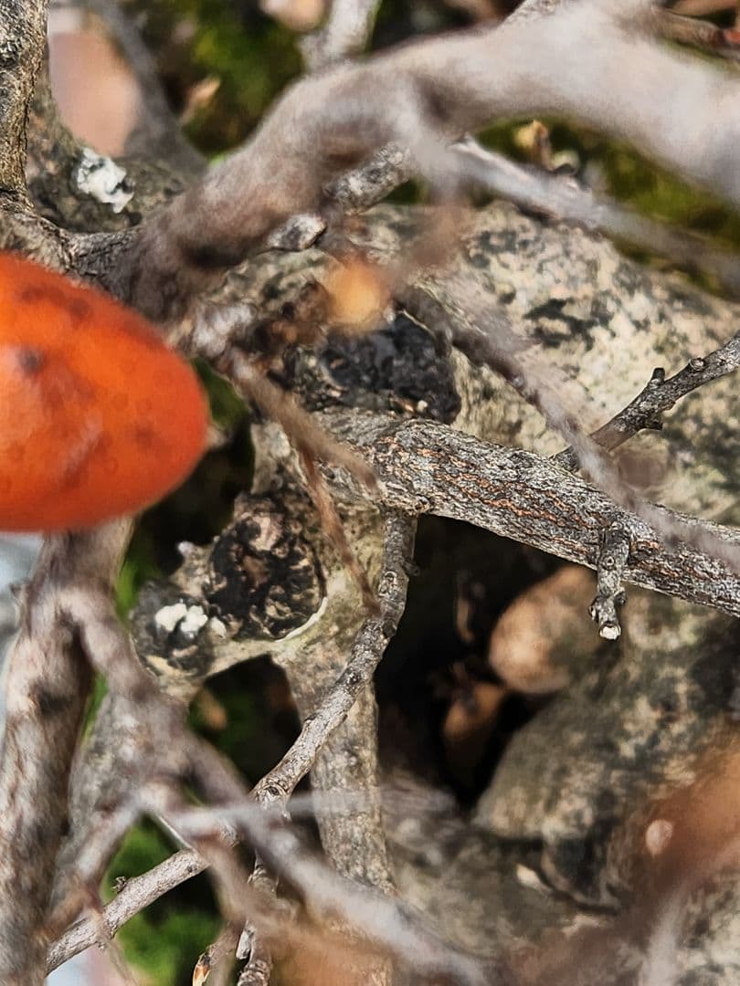 ローヤ柿　中品盆栽