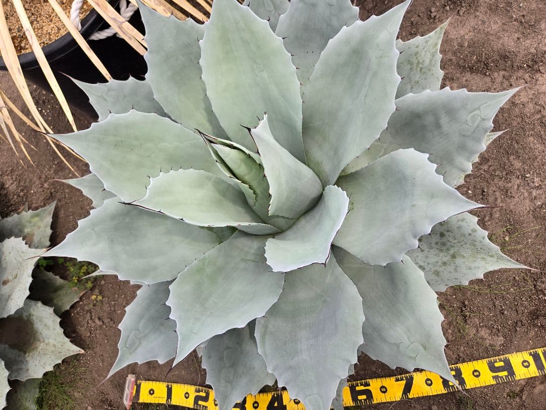 オバティーフォリア　フロスティブルー引き取り限定