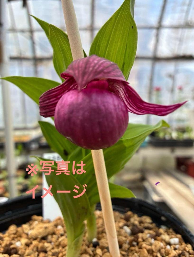 K12 厚岸ホテイアツモリソウ