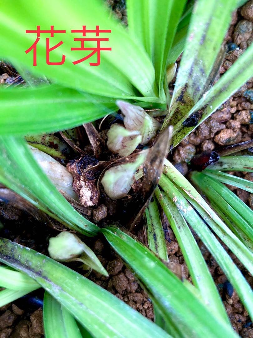 【天然野生の春蘭＊花芽9個の超巨大優良株/根が頑丈で抜群！】シュンラン＊日本春蘭