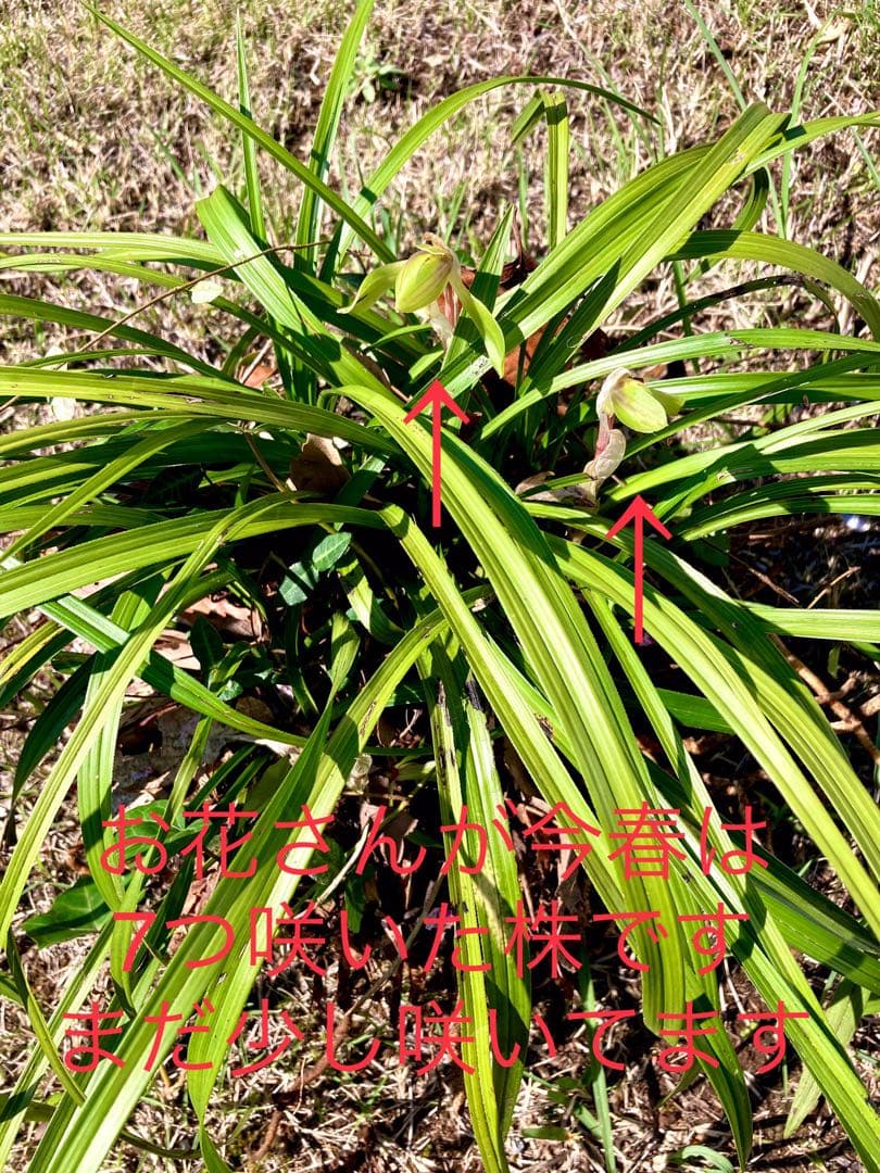 【天然野生の春蘭＊花芽9個の超巨大優良株/根が頑丈で抜群！】シュンラン＊日本春蘭