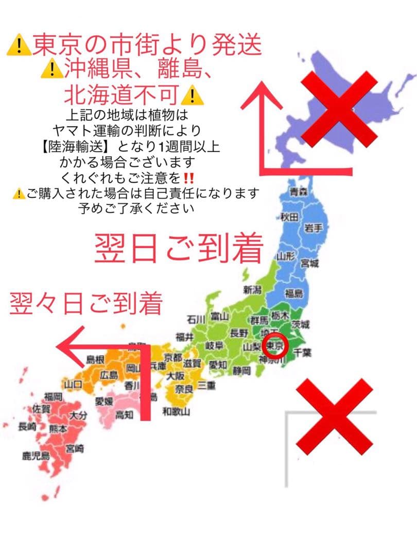 【天然野生の春蘭＊花芽9個の超巨大優良株/根が頑丈で抜群！】シュンラン＊日本春蘭