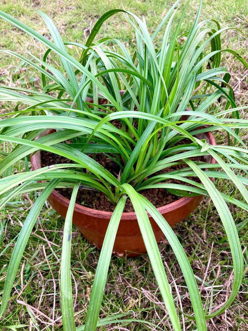 【天然野生の春蘭＊花芽9個の超巨大優良株/根が頑丈で抜群！】シュンラン＊日本春蘭